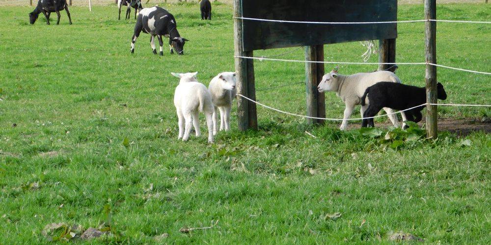 Sheep and cows in a field