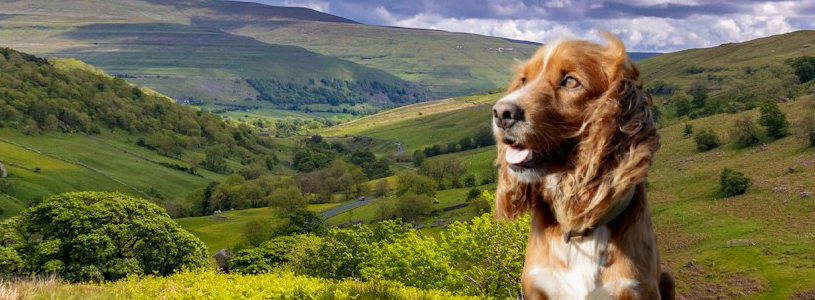 Cocker Spaniel in the Yorkshire Dales countryside with rolling hills and green valleys