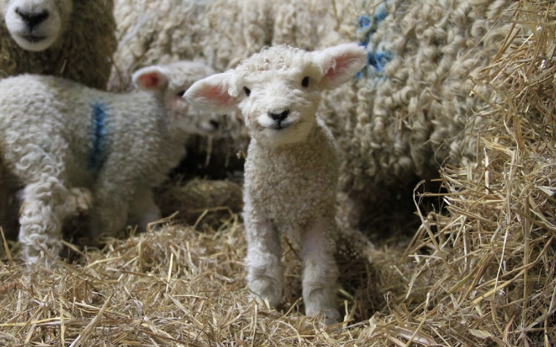 Easter at Heligan