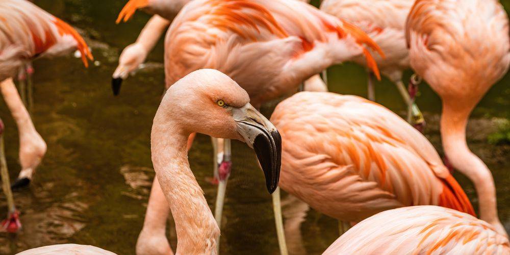 Flamingos in Flamingo Land