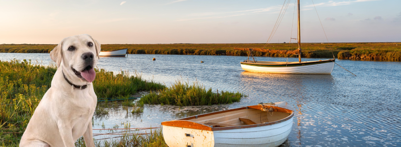 Labrador by boats on the Norfolk Broads at sunset