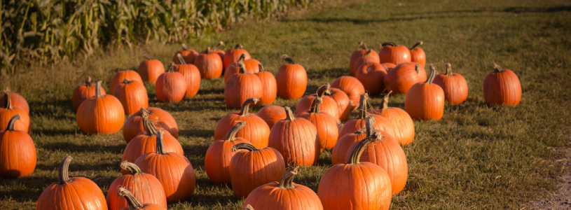 Pumpkins in a field