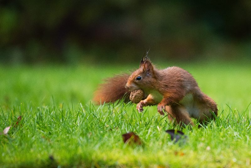 red squirrels yorkshire