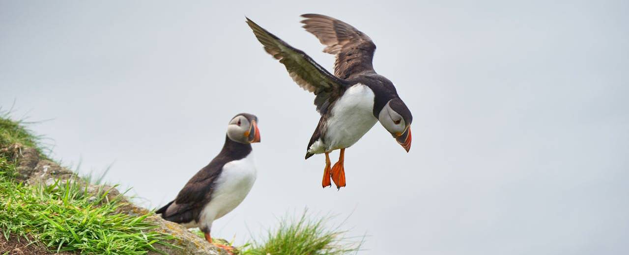 Two puffins on the Scottish Coastline