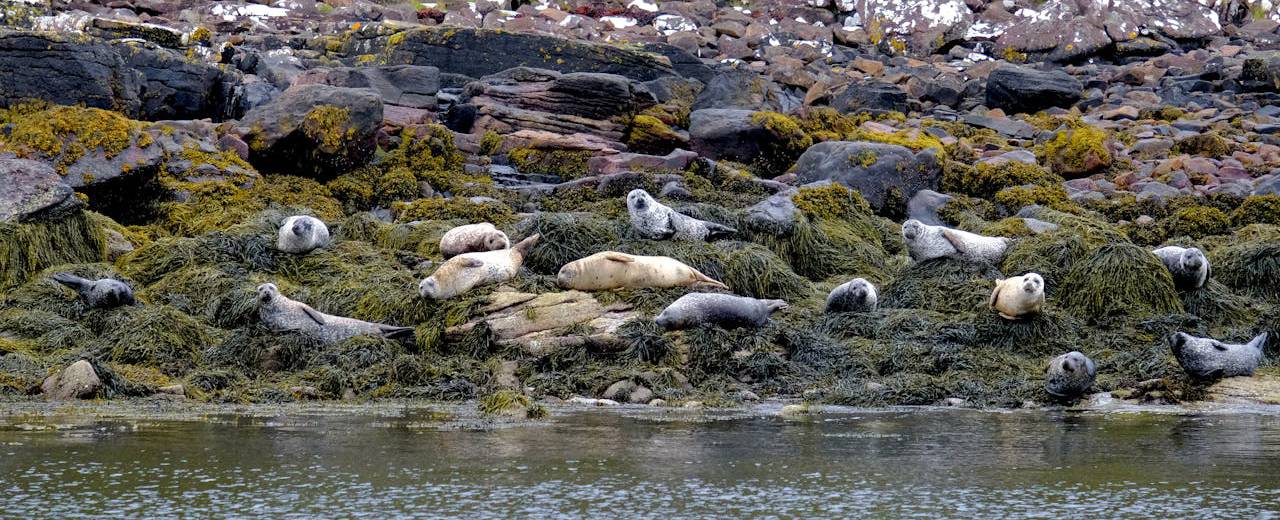 Seals on the Scottish Coastline