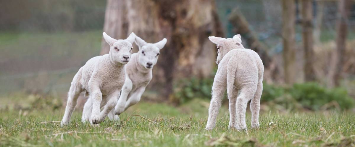 Spring Lambs in a field