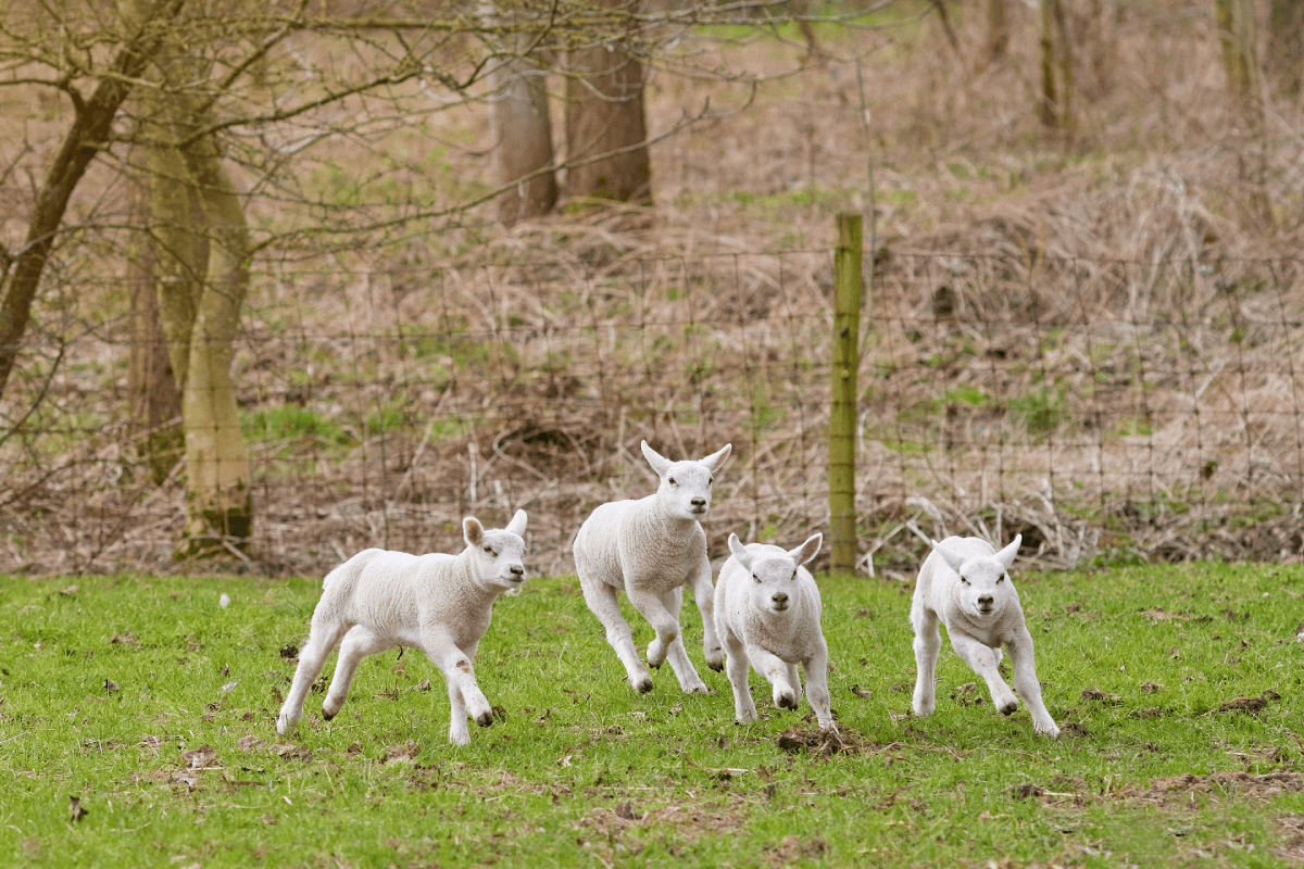 Spring Lambs in a field