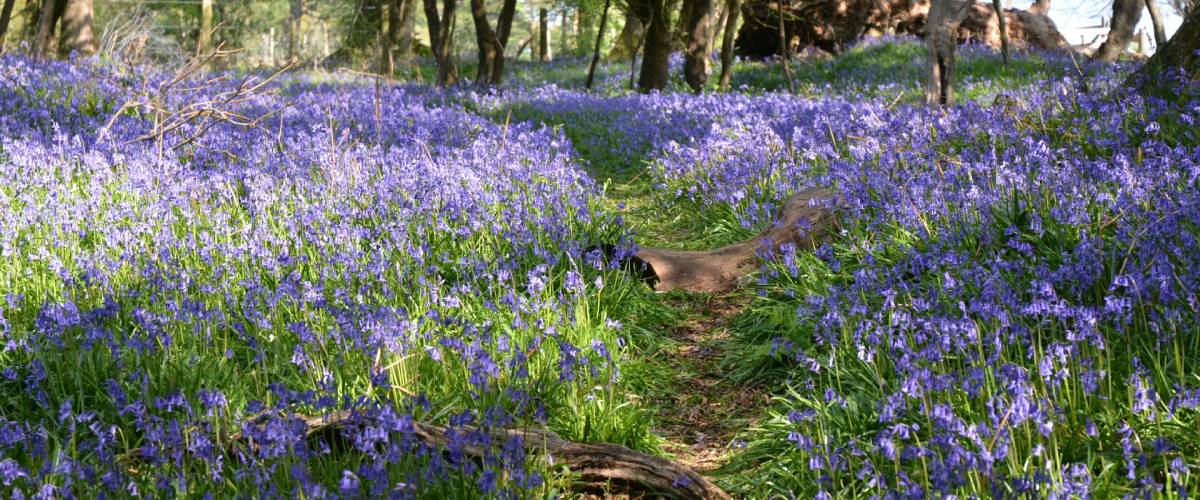 Spring Woodland Bluebells