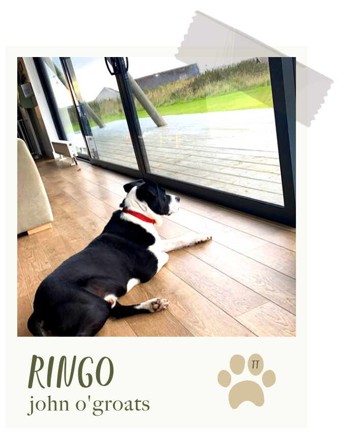 Ringo