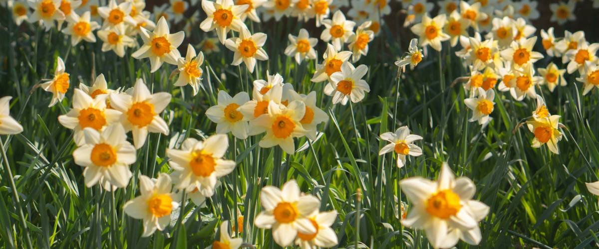 Welsh Spring Daffodils