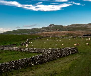 Yorkshire Dales with sheep in the fields