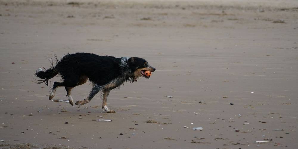 Dog playing fetch on a sandy beach