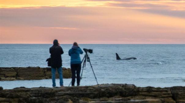 Whale Watching