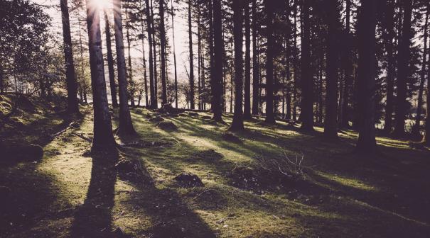 Haldon Forest