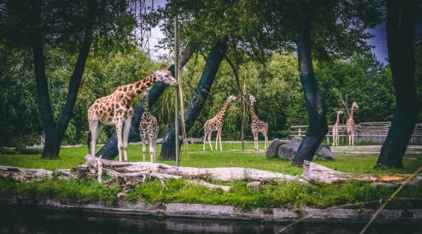 Chester Zoo