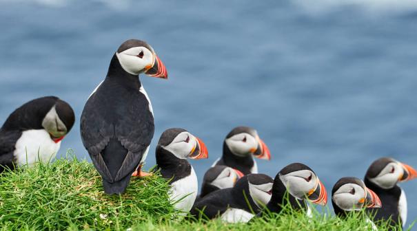 Nesting Puffins