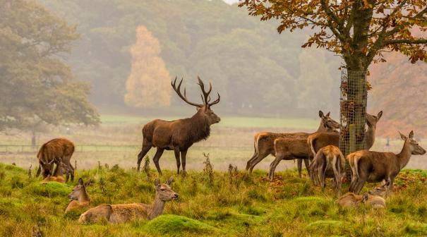 Tatton Parkland