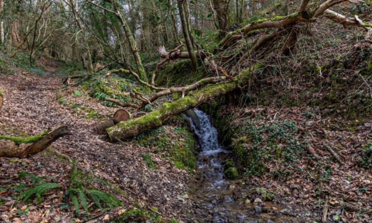 Cardinham Woods
